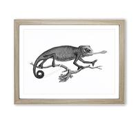 Chameleon In Black & White By George Shaw Vintage Framed Print | A2 Oak Framed Wall Art | Ready to Hang | Classic Nature Picture | Living Room Bedroom Lounge Office