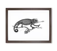 Chameleon In Black & White By George Shaw Vintage Framed Wall Art Print, Ready to Hang Picture for Living Room Bedroom Home Office Décor, Walnut A2 (64 x 46 cm)