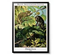 Chameleon Lithograph Poster, Botanical print, Wildlife Science Wall Art, Animal Nature Gift Idea, Archival Matte, A4 (Print Only) - 29.7x21cm