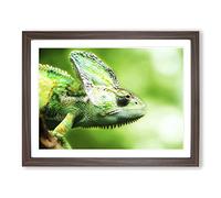Chameleon Lizard No.1 Modern Framed Print | A2 Walnut Framed Wall Art | Ready to Hang | Modern Nature Picture | Living Room Bedroom Lounge Office
