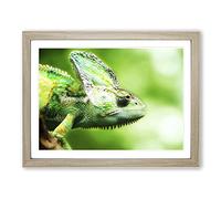 Chameleon Lizard No.1 Modern Framed Print | A4 Oak Framed Wall Art | Ready to Hang | Modern Nature Picture | Living Room Bedroom Lounge Office
