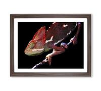Chameleon Lizard No.3 Modern Framed Print | A3 Walnut Framed Wall Art | Ready to Hang | Modern Nature Picture | Living Room Bedroom Lounge Office
