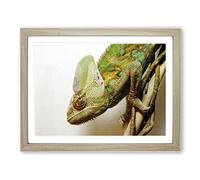 Chameleon Lizard Reptile No.3 Modern Framed Print | A4 Oak Framed Wall Art | Ready to Hang | Modern Nature Picture | Living Room Bedroom Lounge Office
