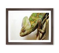 Chameleon Lizard Reptile No.3 Modern Framed Wall Art Print, Ready to Hang Picture for Living Room Bedroom Home Office Décor, Walnut A3 (46 x 34 cm)
