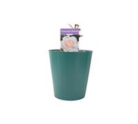 Champagne Moment Rose 5.5L Pot Fragrant Patio Rose Bush For Small Garden Plant