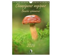 Champignons magiques - Beautés éphémères (Calendrier mural 2027 DIN A4 horizontal), CALVENDO calendrier mensuel: Un calendrier enchanteur qui révèle, ... des champignons dans toute leur diversité.