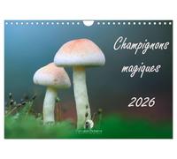 Champignons magiques (Calendrier mural 2027 DIN A4 vertical), CALVENDO calendrier mensuel: Un calendrier fascinant qui met en lumière, mois après ... et la beauté mystérieuse des champignons.