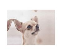 CHANGLEI Cute Chihuahua Soft Throw Blanket Flannel Blanket,Personalised Print Warm Cozy Versatile Blanket(240g) For Bed Sofa