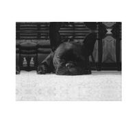 CHANGLEI French Bulldog Soft Throw Blanket Flannel Blanket,Personalised Print Warm Cozy Versatile Blanket(240g) For Bed Sofa