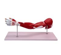 CHANGLKJ Human Anatomical Muscular Arm Model, Upper Limb Muscle Anatomy Model, 1:1 Life Size Arm Anatomy Model with Number Marked, Detachable Design and Meticulous, for Demonstration, Teaching