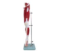 CHANGLKJ Life Size Lower Anatomy Model, Human Anatomical Muscular Leg Model with 119 Anatomical Labels, 13 Removable Parts and Sturdy Durable, Highly Insulating, for Teaching, Display, Studying