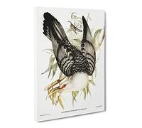Channel Bill Cuckoo Bird By Elizabeth Gould Canvas Print | Gallery Wrapped 30mm Frame Wall Art | 30x20 inches | Ready to Hang | Retro Animals Picture | Living Room Bedroom Lounge Office