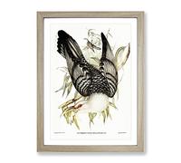 Channel Bill Cuckoo Bird By Elizabeth Gould Vintage Framed Print | A2 Oak Framed Wall Art | Ready to Hang | Classic Nature Picture | Living Room Bedroom Lounge Office