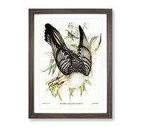 Channel Bill Cuckoo Bird By Elizabeth Gould Vintage Framed Print | A3 Walnut Framed Wall Art | Ready to Hang | Classic Nature Picture | Living Room Bedroom Lounge Office