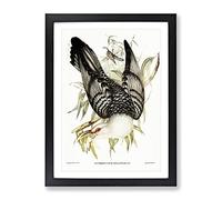 Channel Bill Cuckoo Bird By Elizabeth Gould Vintage Framed Print | A4 Black Framed Wall Art | Ready to Hang | Classic Nature Picture | Living Room Bedroom Lounge Office