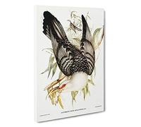Channel Bill Cuckoo by Elizabeth Gould Canvas Print | Gallery Wrapped 30mm Frame Wall Art | 30x20 inches | Ready to Hang | Modern Picture | Living Room Bedroom Lounge Office