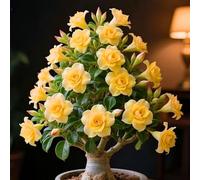 Characterful Desert Rose for Individual Ambience 1 Onion V