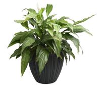 (Charcoal, Medium - W30cm x H32cm) Round Flower Pot Outdoor Indoor Ridged Planter Pot Textured Decorative Modern