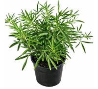 Charellagardens Choisya Aztec Pearl, Mexican Orange Blossom Shrub, Evergreen Garden Plant