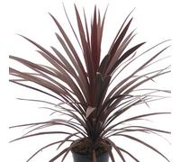 Charellagardens Cordyline Australis Red Star 5 Litre