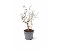 Charellagardens Corylus Avellana Medusa, Contorted Hazel Tree, Live Potted Plant
