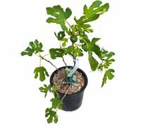 Charellagardens Ficus Carica Fig 'brown Turkey'. Fig Tree