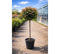 Charellagardens Photinia Red Robin 1/2 Standard 80/90Cm Stem 60Cm Plus Head.