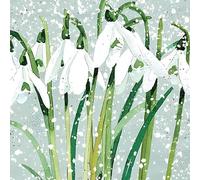 Charity Christmas Cards Pack of 6 - Snowdrops - Watercolour Snowdrop Illustration - Special Finish - Made in the UK - Eco-Friendly