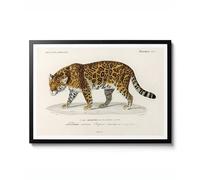 Charles D'Orbigny's Jaguar Print, 1849 Vintage Zoology Poster, Nature Collection Wall Art, Animal Decor, Illustration, Gift, Archival Matte, A2 (Print Only) - 59.4x42cm