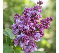 Charles Joly Common Lilac Shrub Plant Syringa 12L Pot 80cm - 100cm Grafted Plant Theory Green One Size