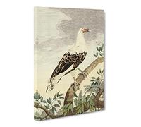 Charles R Ryley Angola Vulture Canvas Print | Gallery Wrapped 30mm Frame Wall Art | 24x16 inches | Ready to Hang | Retro Picture | Living Room Bedroom Lounge Office