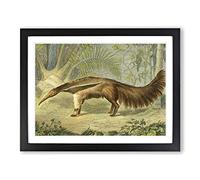 Charles R Ryley Great Ant eater Vintage Framed Print | A2 Black Framed Wall Art | Ready to Hang | Classic Nature Picture | Living Room Bedroom Lounge Office