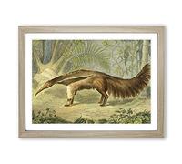 Charles R Ryley Great Ant eater Vintage Framed Print | A2 Oak Framed Wall Art | Ready to Hang | Classic Nature Picture | Living Room Bedroom Lounge Office