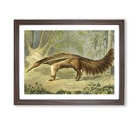 Charles R Ryley Great Ant eater Vintage Framed Wall Art Print, Ready to Hang Picture for Living Room Bedroom Home Office Décor, Walnut A3 (46 x 34 cm)
