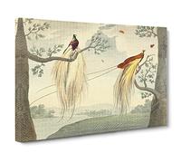 Charles R Ryley Great Paradise Bird Canvas Print | Gallery Wrapped 30mm Frame Wall Art | 30x20 inches | Ready to Hang | Retro Animals Picture | Living Room Bedroom Lounge Office
