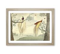 Charles R Ryley Great Paradise Bird Vintage Framed Print | A2 Oak Framed Wall Art | Ready to Hang | Classic Nature Picture | Living Room Bedroom Lounge Office