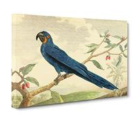 Charles R Ryley Hyacinth Macaw Parrot Canvas Print | Gallery Wrapped 30mm Frame Wall Art | 24x16 inches | Ready to Hang | Retro Animals Picture | Living Room Bedroom Lounge Office