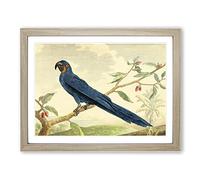Charles R Ryley Hyacinth Macaw Parrot Vintage Framed Print | A2 Oak Framed Wall Art | Ready to Hang | Classic Animal Picture | Living Room Bedroom Lounge Office