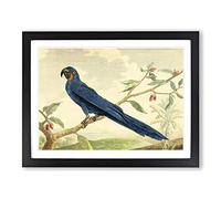 Charles R Ryley Hyacinth Macaw Parrot Vintage Framed Print | A4 Black Framed Wall Art | Ready to Hang | Classic Animal Picture | Living Room Bedroom Lounge Office