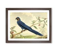 Charles R Ryley Hyacinth Macaw Parrot Vintage Framed Print | A4 Walnut Framed Wall Art | Ready to Hang | Classic Animal Picture | Living Room Bedroom Lounge Office
