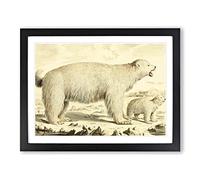 Charles R Ryley Polar Bear Vintage Framed Wall Art Print, Ready to Hang Picture for Living Room Bedroom Home Office Décor, Black A3 (46 x 34 cm)