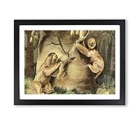 Charles R Ryley Three toed Sloth Vintage Framed Print | A3 Black Framed Wall Art | Ready to Hang | Classic Nature Picture | Living Room Bedroom Lounge Office