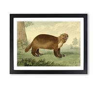 Charles R Ryley Wolverine Vintage Framed Print | A2 Black Framed Wall Art | Ready to Hang | Classic Nature Picture | Living Room Bedroom Lounge Office
