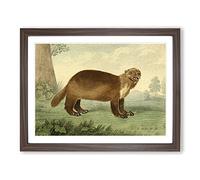 Charles R Ryley Wolverine Vintage Framed Print | A3 Walnut Framed Wall Art | Ready to Hang | Classic Nature Picture | Living Room Bedroom Lounge Office