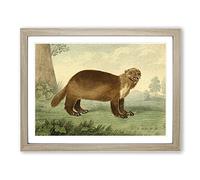 Charles R Ryley Wolverine Vintage Framed Print | A4 Oak Framed Wall Art | Ready to Hang | Classic Nature Picture | Living Room Bedroom Lounge Office