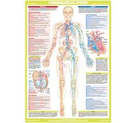 Chartex Cardiovascular System Anatomy Poster | Vascular Circulatory Chart
