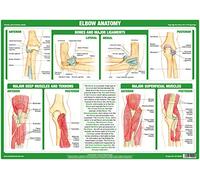 Chartex Joint Anatomy Charts | Musculoskeletal Posters | Muscles, Bones, Ligaments, Tendons | Human Body Anatomy (A3 Laminated, Elbow Joint)