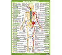 Chartex Muscle Anatomy Posters | Musculoskeletal Charts | Human Anatomy