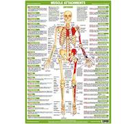 Chartex Muscle Anatomy Posters | Musculoskeletal Charts | Human Anatomy