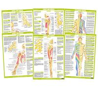 Chartex Nervous System Anatomy Posters | Central Nervous System Charts